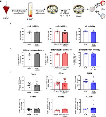 Soluble CD83 modulates human-monocyte-derived macrophages toward alternative phenotype, function, and metabolism